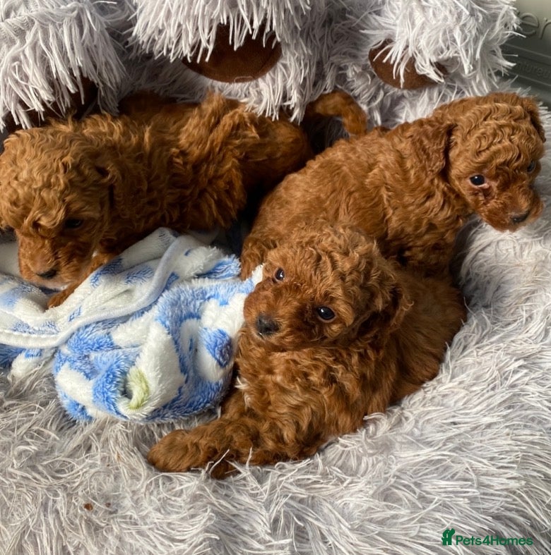 Toy Poodle dogs Kennel Club Reg.Red Toy Poodle DNA tested Parents  - Advert 7