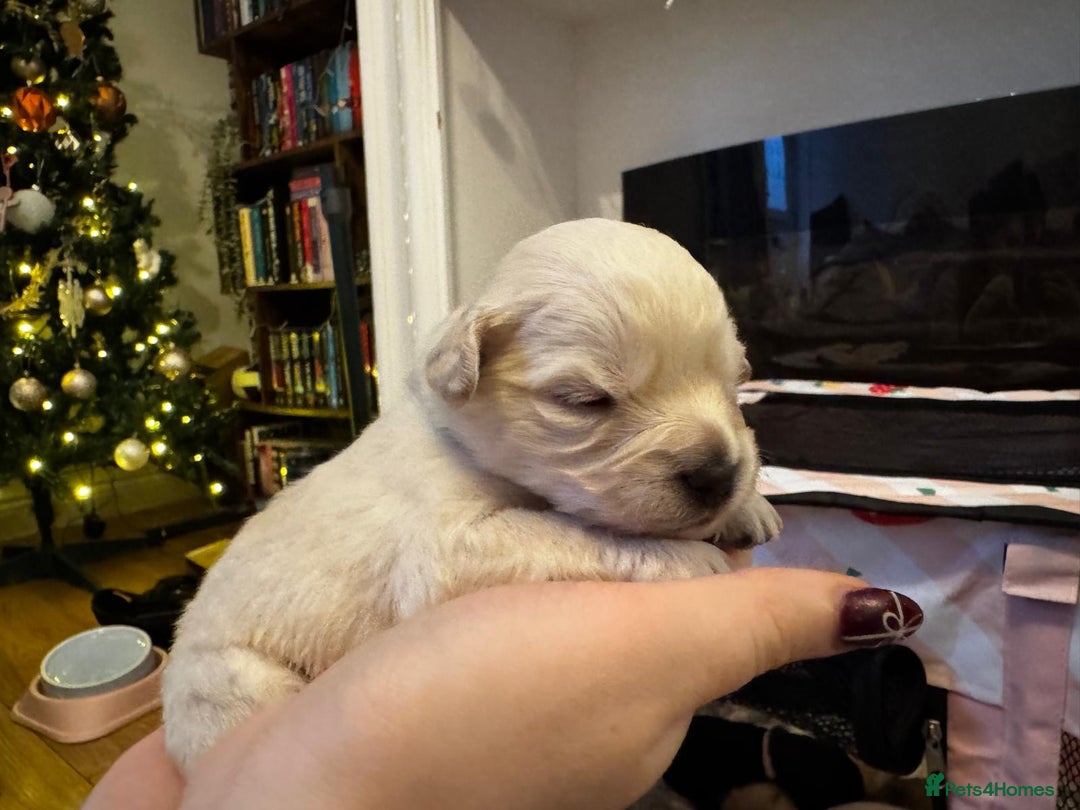 Mixed Breed dogs for sale: ✨Adorable Cockapompoo Puppies✨ - Advert 14