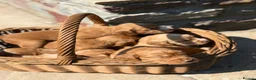 Cocker Spaniel dogs for sale: GORGEOUS GOLDEN HEALTH TESTED COCKER PUPPIES - Advert 18