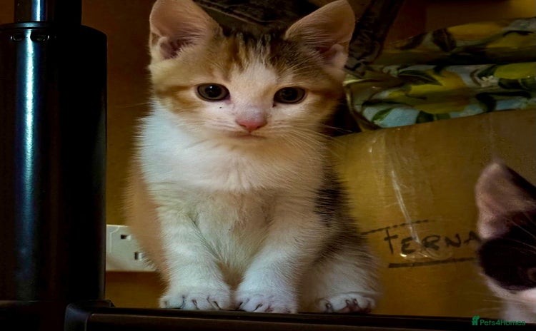 Mixed Breed cats Shy calico girl needs a loving home  - Advert 1