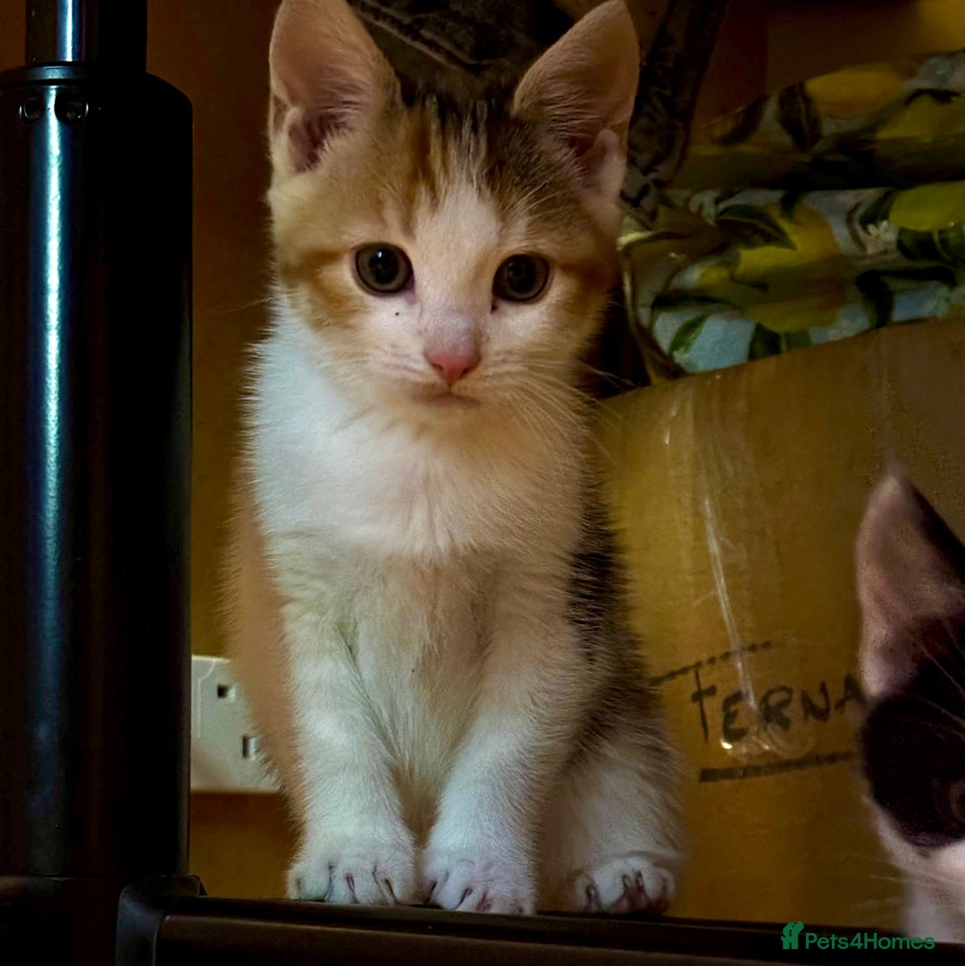 Mixed Breed cats for sale: Shy calico girl needs a loving home  - Advert 1