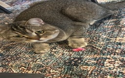 British Shorthair cats for sale: 2 x male BSH brothers - Image 1