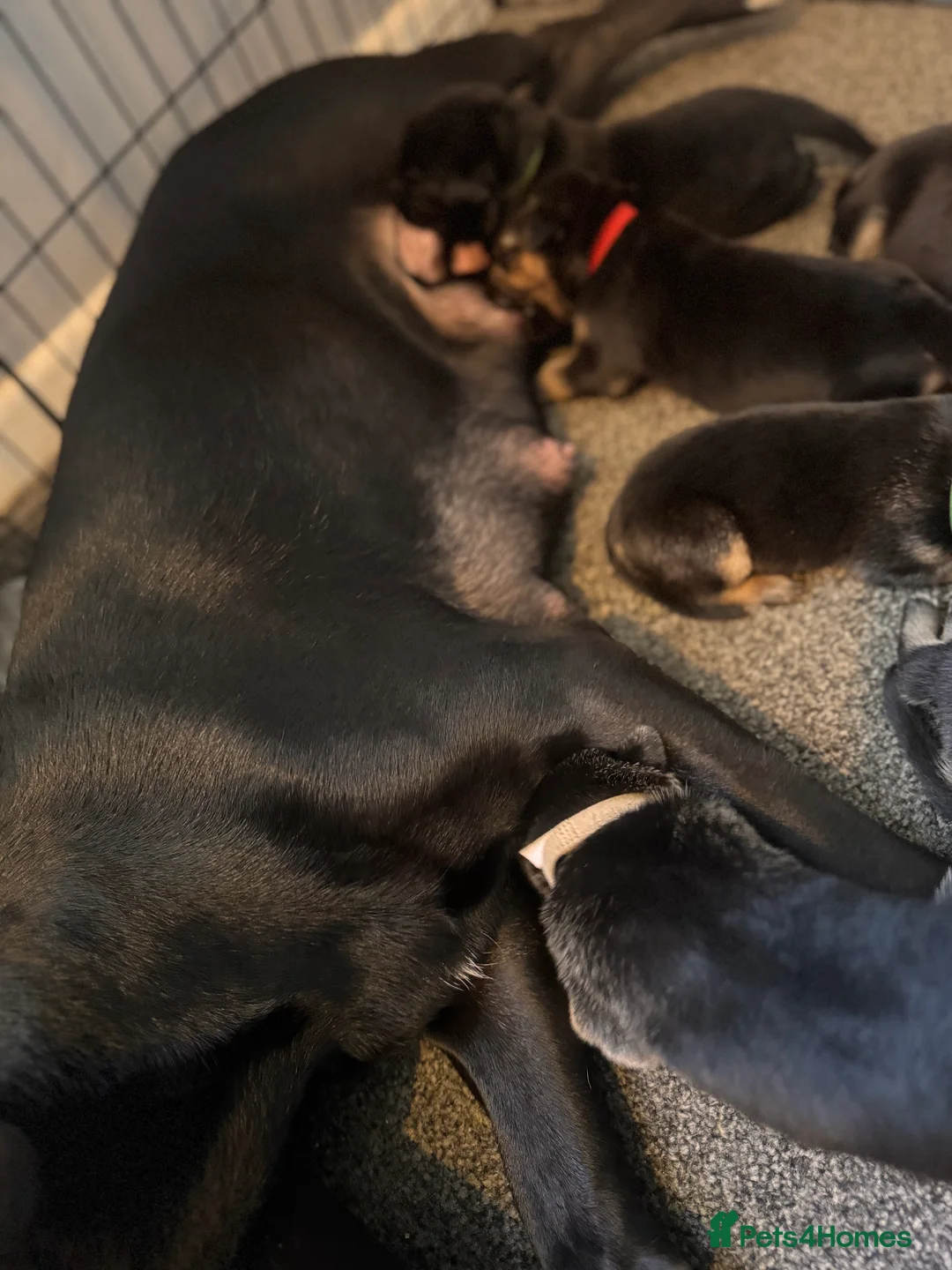 Mixed Breed dogs for sale: Staffy x belgian malinois  - Advert 8