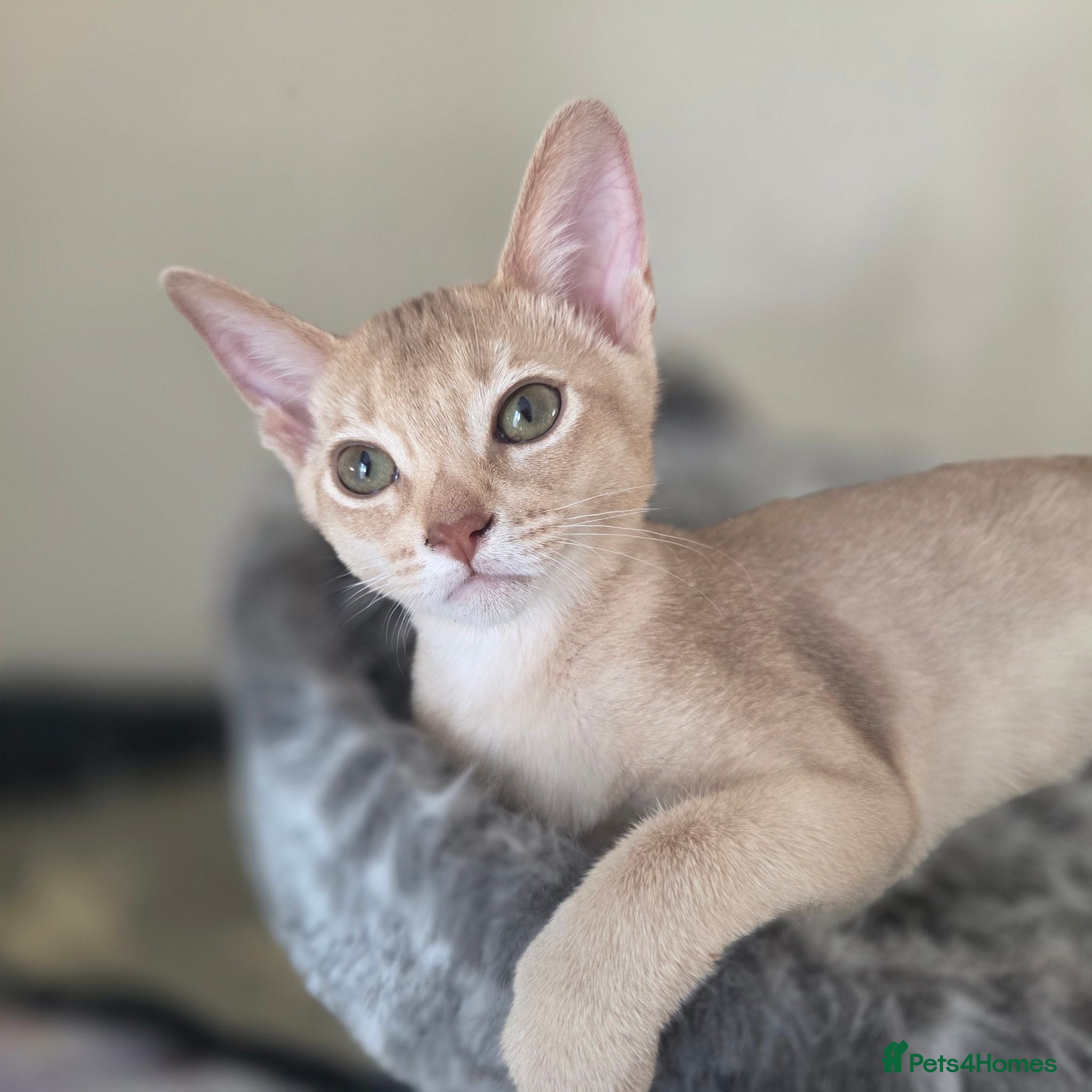 Abyssinian cats Ready now-Lovely girl Looking for a Home ❤️  - Advert 1