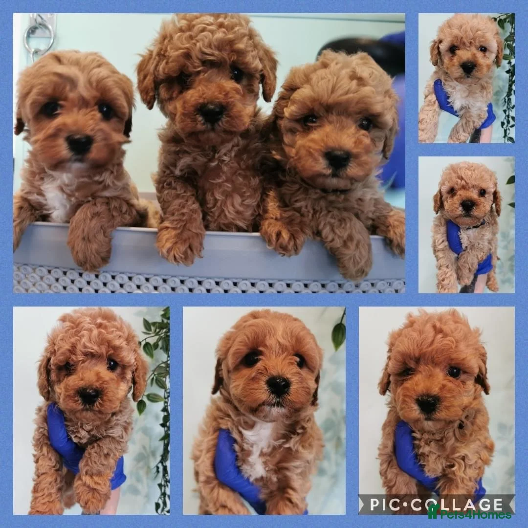 Toy Poodle dogs for stud: Romeo - Professional Stud Service in Eastleigh - Advert 9