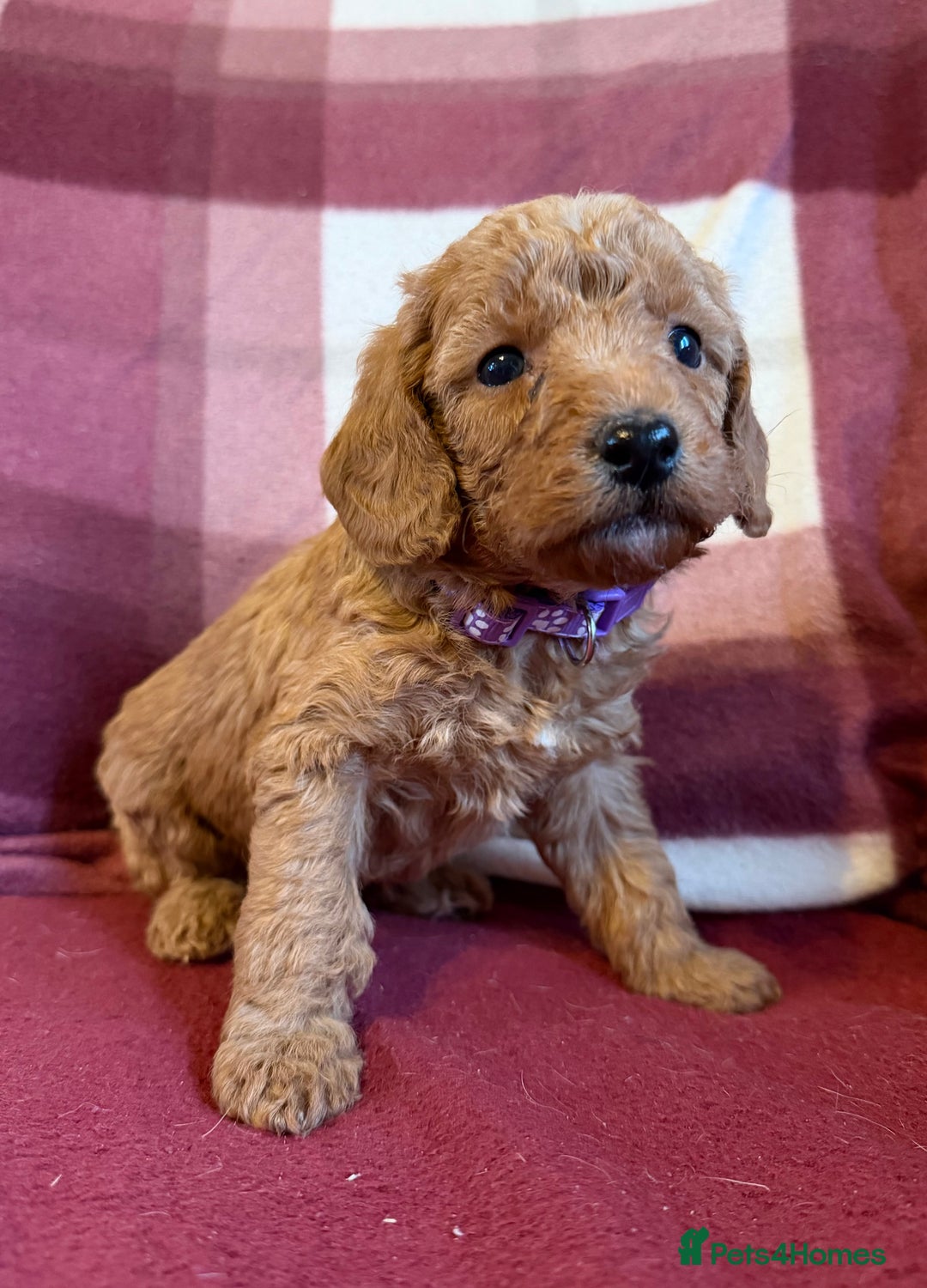 Labradoodle dogs for sale: Adorable Miniature Labradoodle F1bb Puppies🤩 - Image 7