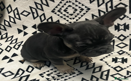 French Bulldog dogs for sale: Beautiful Pink, blue and tan and merl Frenchie’s - Image 5