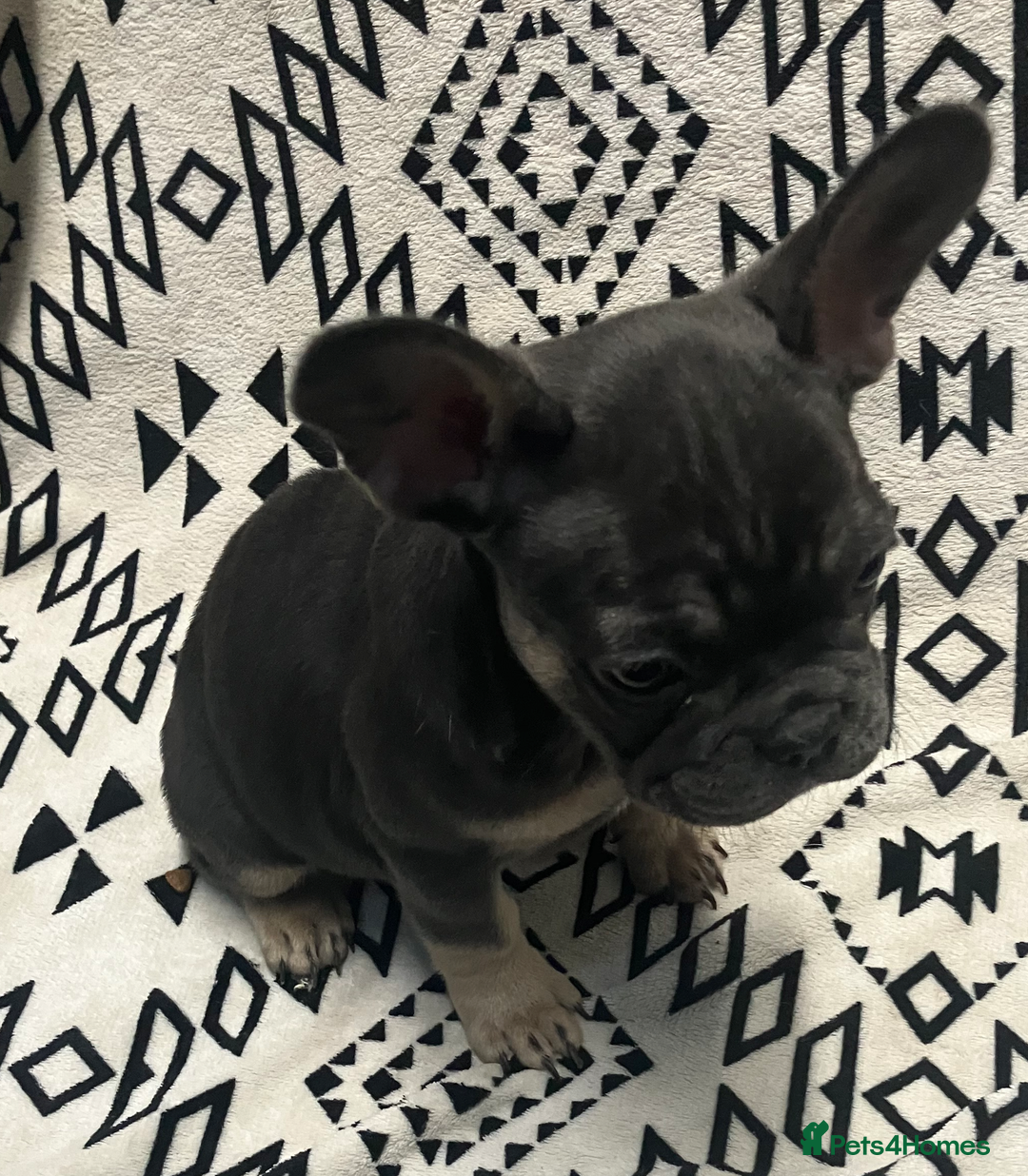 French Bulldog dogs for sale: Beautiful Pink, blue and tan and merl Frenchie’s - Image 5