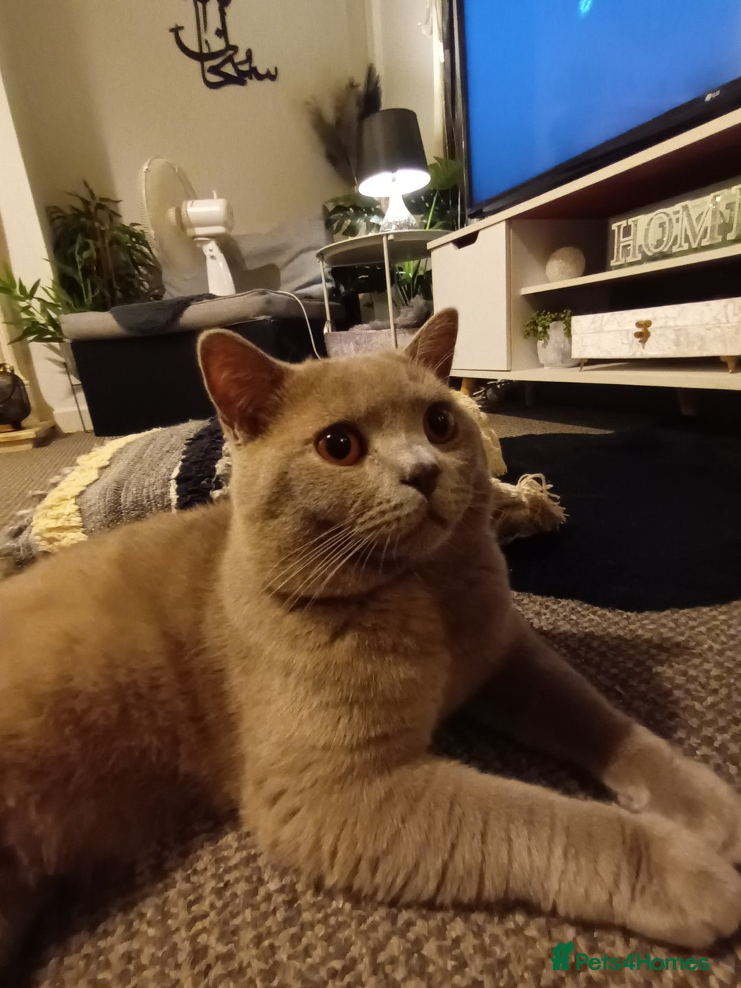 British Shorthair cats for sale: GCCF& TICA  Active Registered Chubby lilac boy - Advert 6