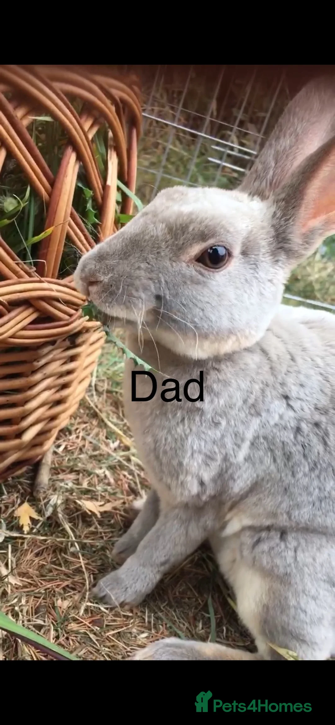 Mixed Breed rabbits for sale: Gorgeous baby bunnies - Advert 8