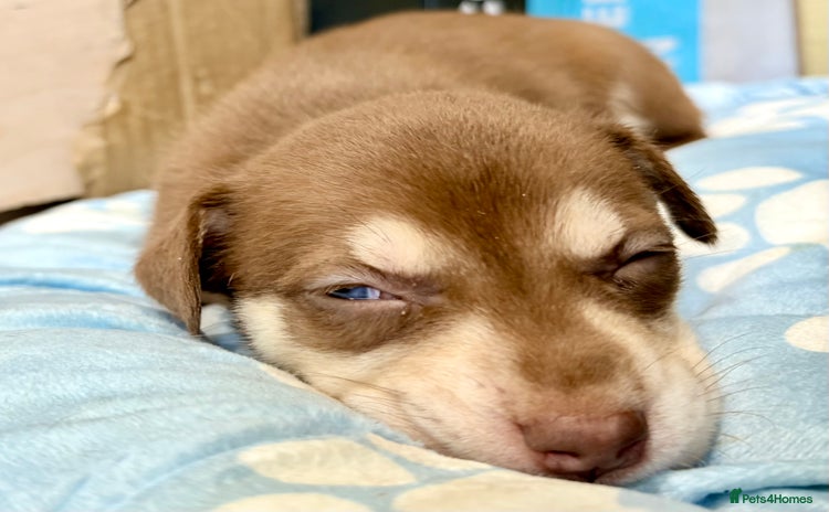 Mixed Breed dogs - Advert 1