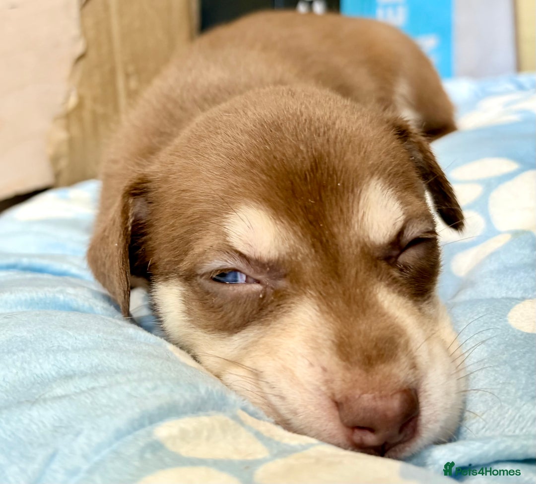 Mixed Breed dogs for sale: Blue nose staff x Siberian husky pups GOING FAST - Image 1