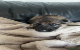 German Shepherd dogs for sale: German shepherd pups - Image 9