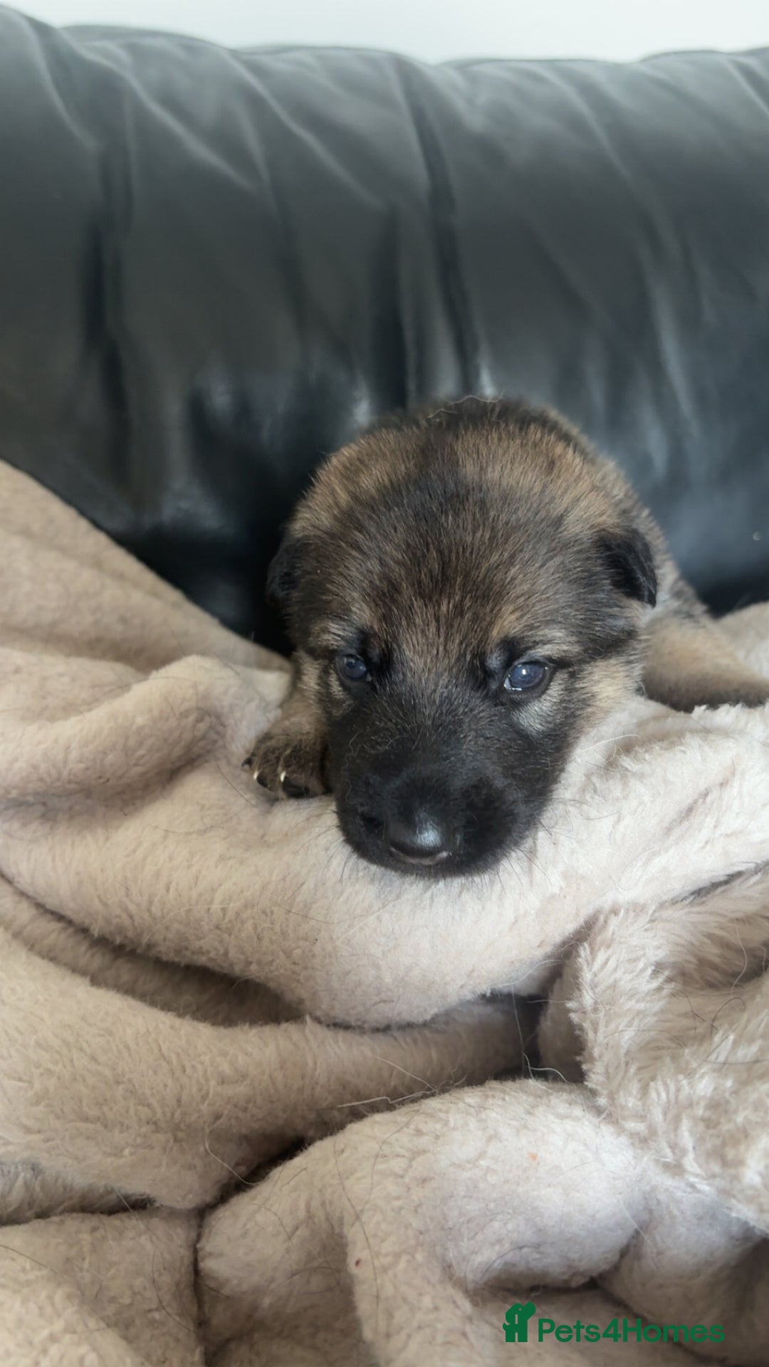German Shepherd dogs for sale: German shepherd pups - Image 9