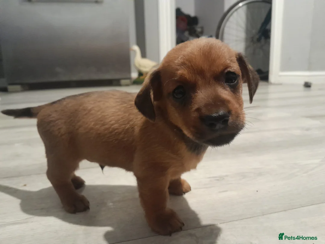 Mixed Breed dogs for sale: Cairn terriers - Advert 29