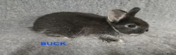 Netherland Dwarf rabbits for sale: Cute Netherland Dwarf Babies READY NOW - Advert 7