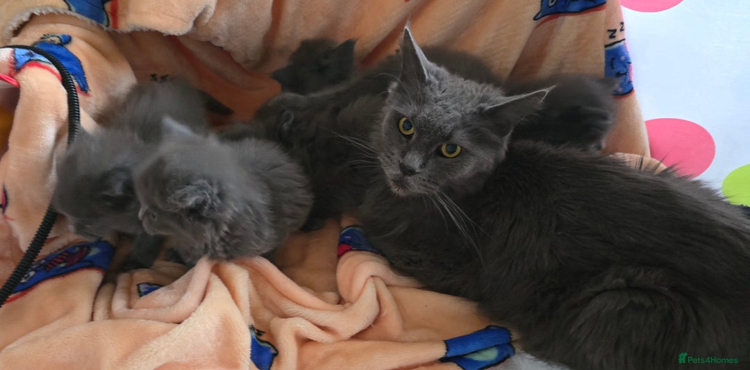 Maine Coon cats for sale: Maine coon kittens  - Advert 5