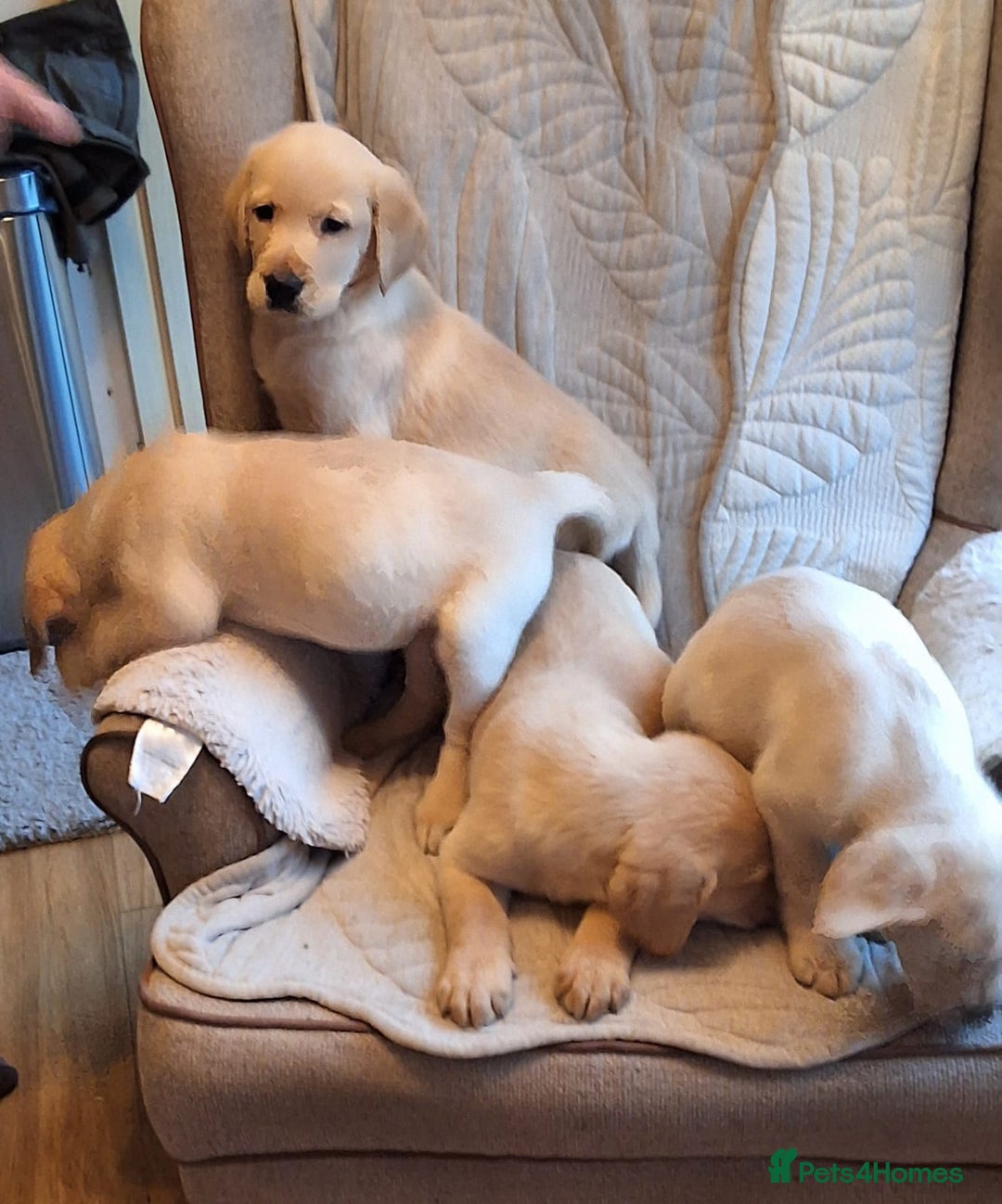 Goldador dogs for sale: Goldador puppies  - Advert 7