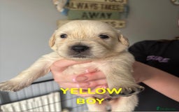 Golden Retriever dogs for sale: Quality KC golden retriever puppies  - Image 17