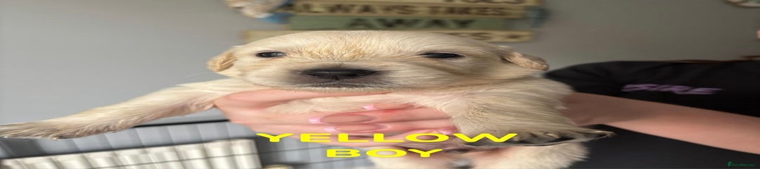 Golden Retriever Puppy 6