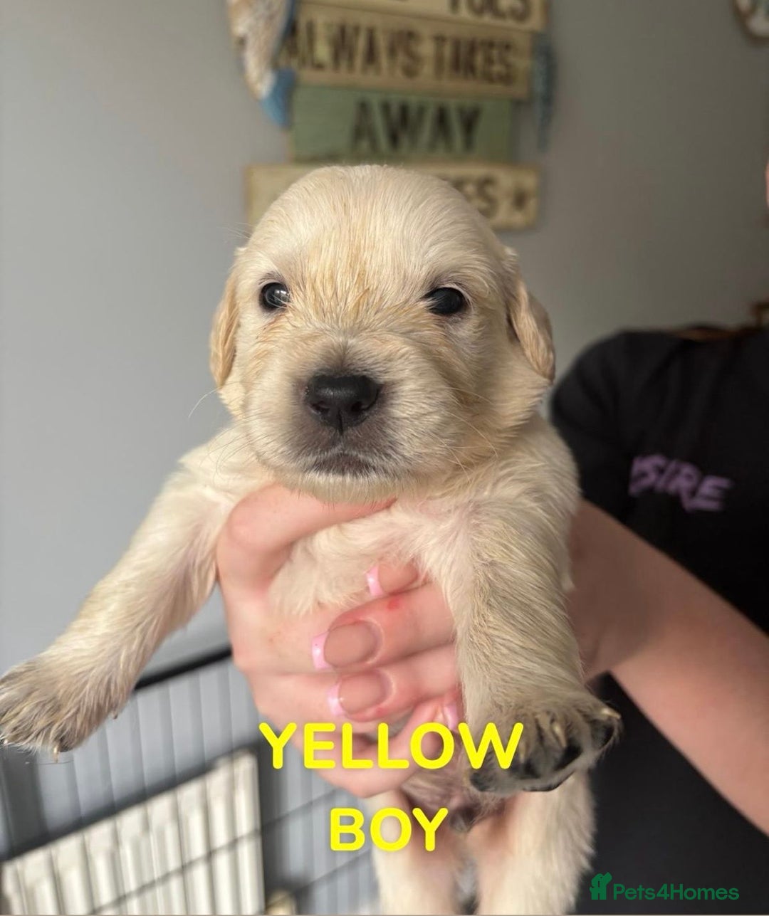 Golden Retriever dogs for sale: Quality KC golden retriever puppies  - Image 17