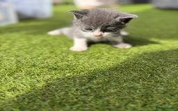 Domestic Shorthair cats for sale: 🐾 Playful, Affectionate Kittens - Image 5