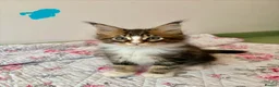 Maine Coon cats for sale: Full Maine Coon Kittens - Advert 15