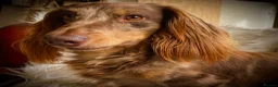 Miniature Dachshund dogs for stud: KC Reg Long Haired Choc Dapple Miniature Dachshund - Advert 1