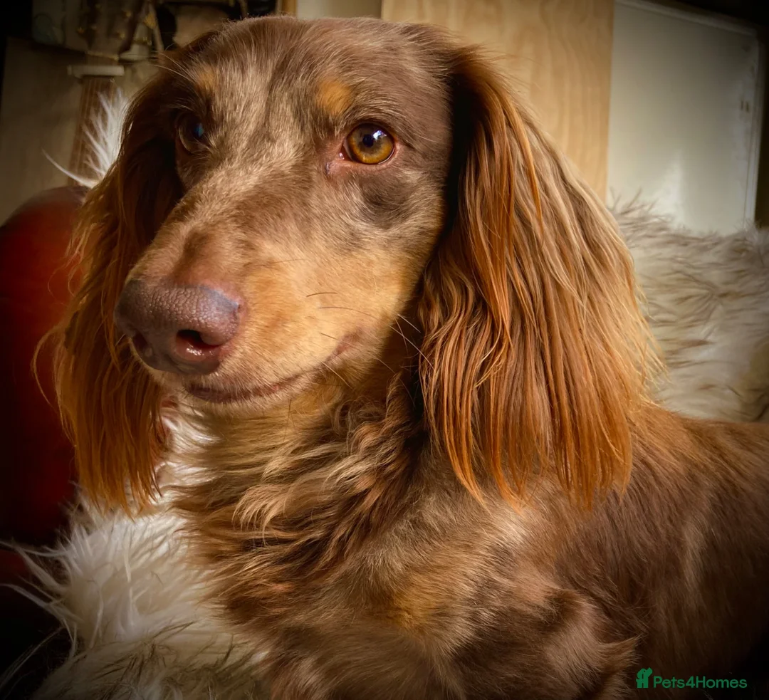 Miniature Dachshund dogs for stud: KC Reg Long Haired Choc Dapple Miniature Dachshund - Advert 1