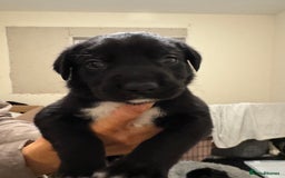 Borador dogs for sale: Lab collie puppies for sale  - Advert 6