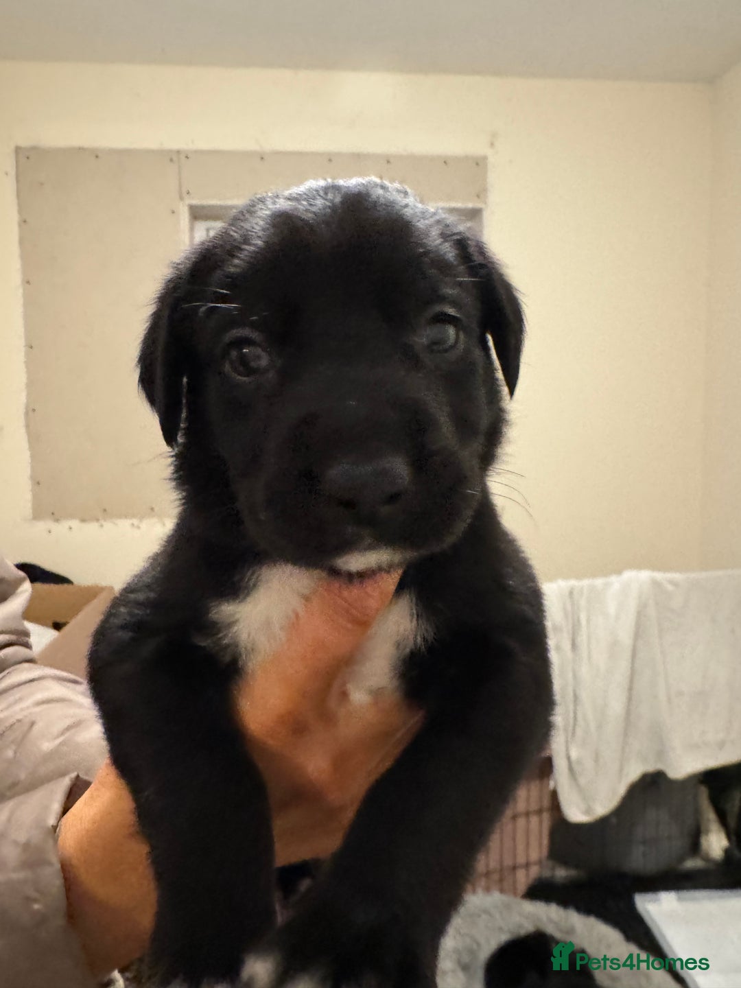 Borador dogs for sale: Lab collie puppies for sale  - Advert 6