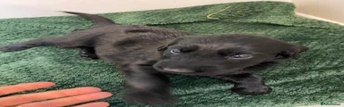 Flat coated Retriever light green