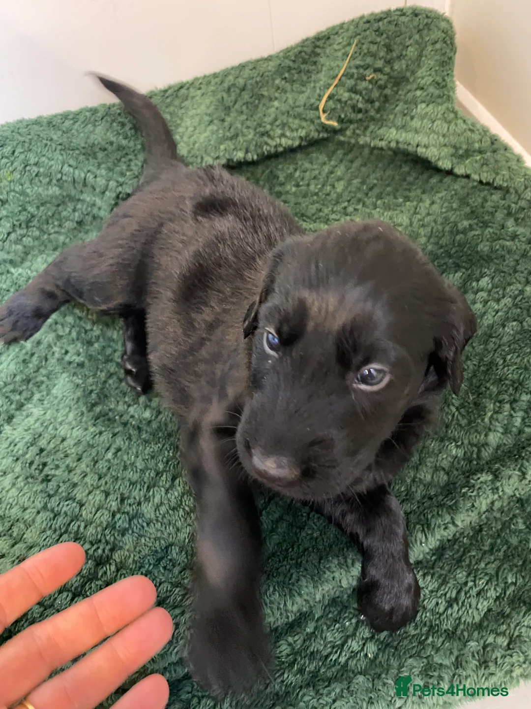 Flat coated Retriever dogs for sale: Beautiful Flat Coated Retriever Puppies - Advert 2