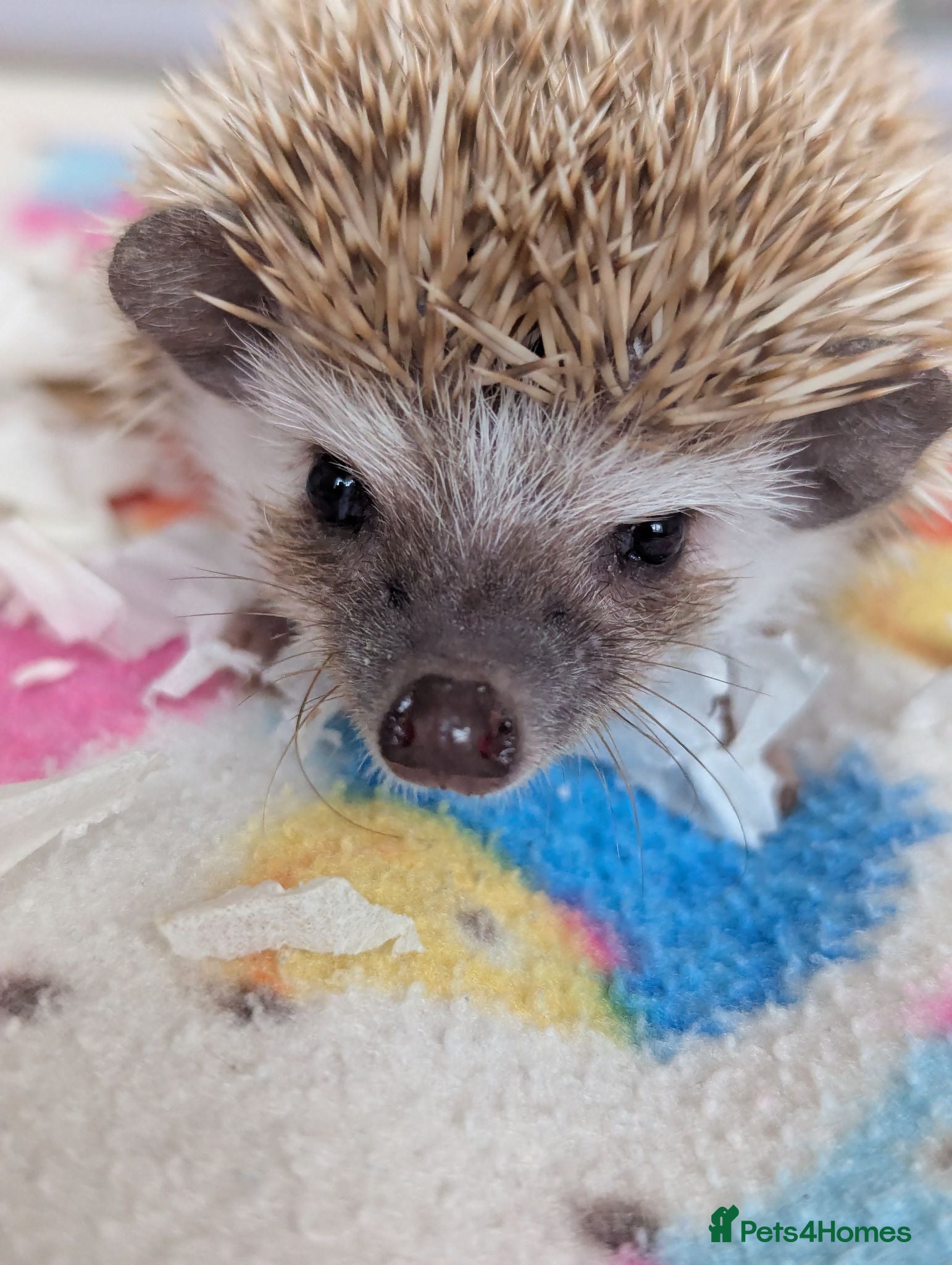Pygmy Hedgehog rodents Reduced!!! 3 Friendly Females.10 wks Ready Now!!!! - Advert 1