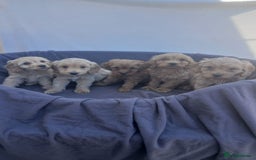 Cockapoo dogs for sale: PRA Clear show type cockapoo puppies  - Image 3