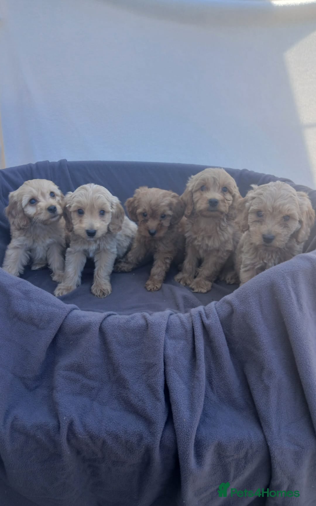 Cockapoo dogs for sale: PRA Clear show type cockapoo puppies  - Image 3