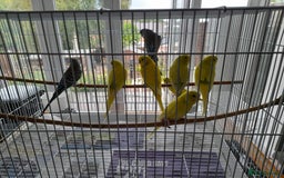 Budgerigars birds for sale: Budgies for sale - Image 8