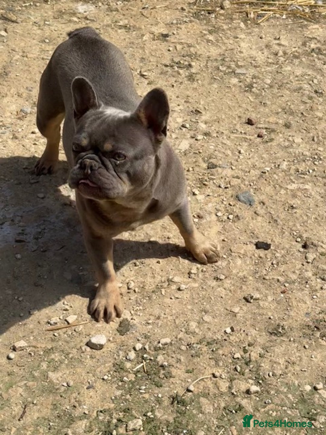 French Bulldog dogs for sale: French bulldog adult girl for new home - Advert 2