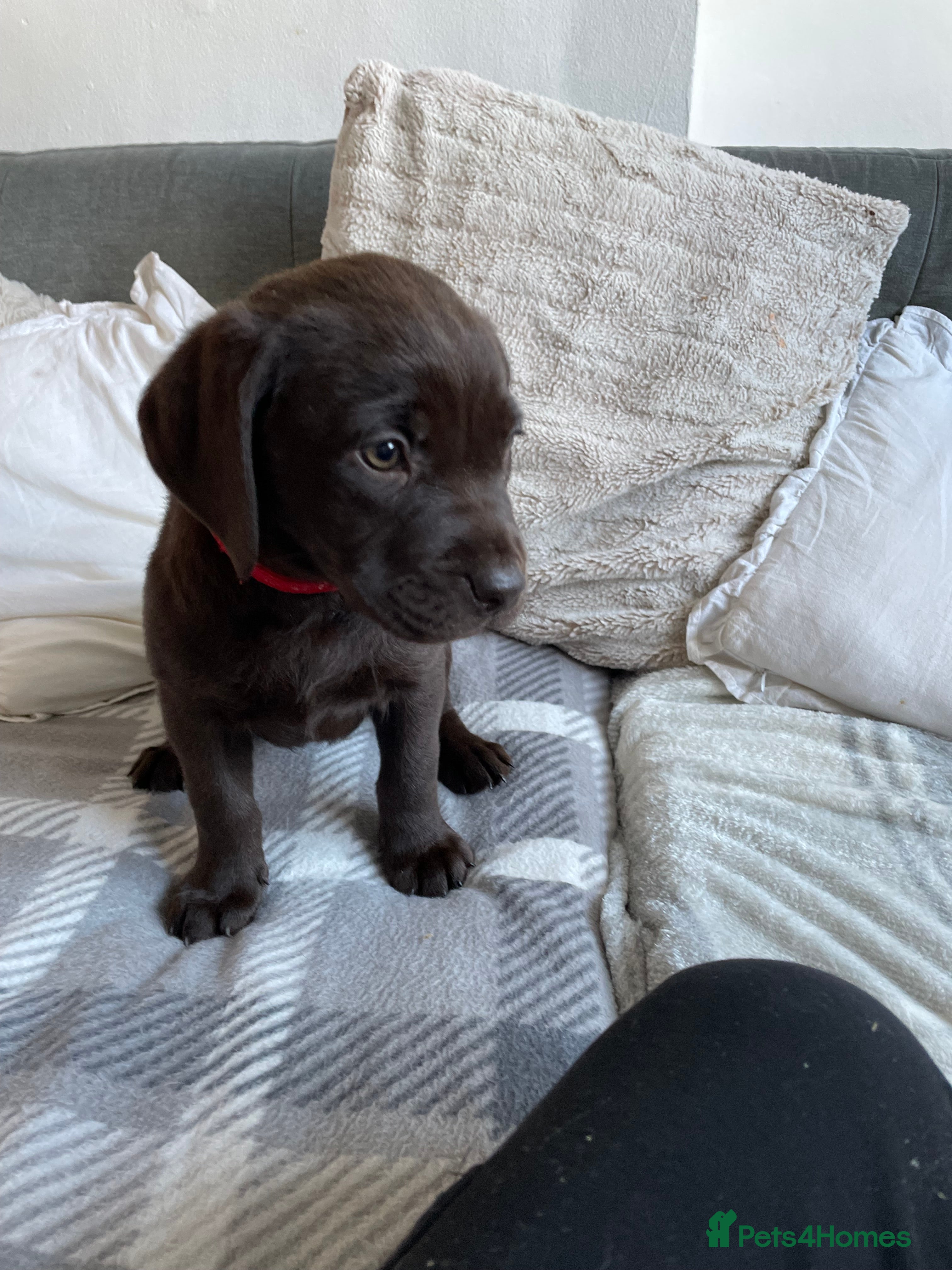 Labrador Retriever dogs LAST 2 CHOCOLATE LAB GIRLS *ready 4 forever homes* - Advert 1
