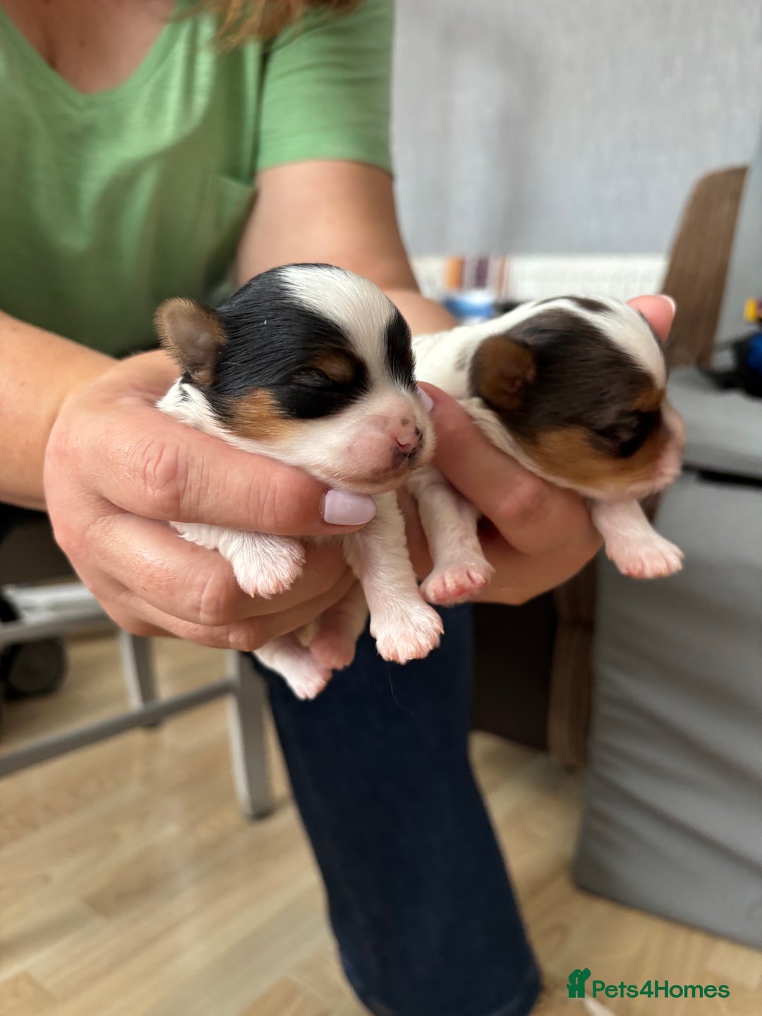Yorkshire Terrier dogs for sale: Beautiful Yorkshire biewer terrier - Image 4