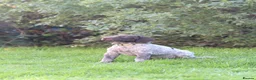 German Shorthaired Pointer dogs for sale: Last two remaining... in York - Advert 3