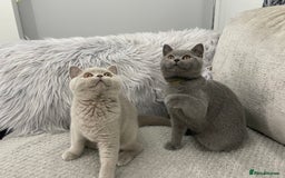 British Shorthair cats for sale: 🔥💗 GCCF FEMALE BRITISH SHORTHAIR KITTENS  - Image 13