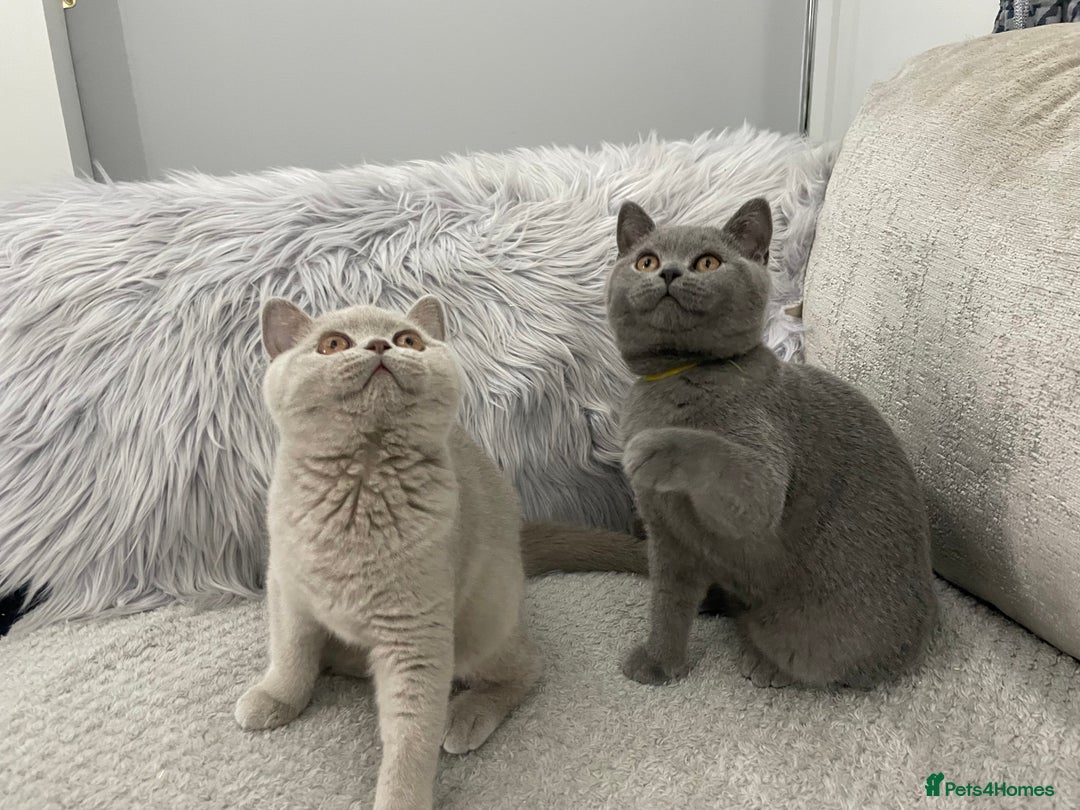 British Shorthair cats for sale: 🔥💗 GCCF FEMALE BRITISH SHORTHAIR KITTENS  - Image 13