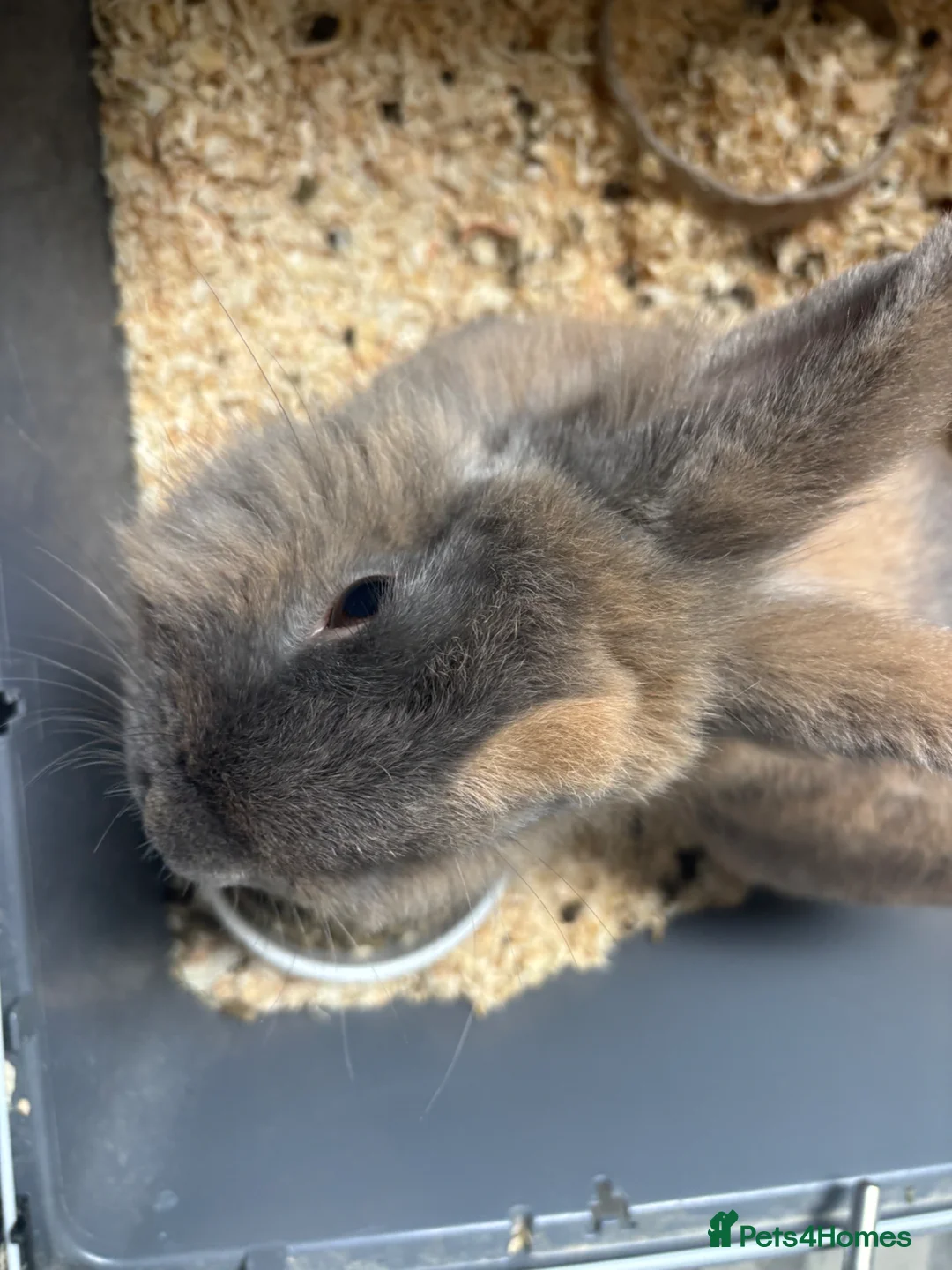 Lionhead rabbits for sale: male entire lion head for urgent rehoming  in Epsom - Advert 2