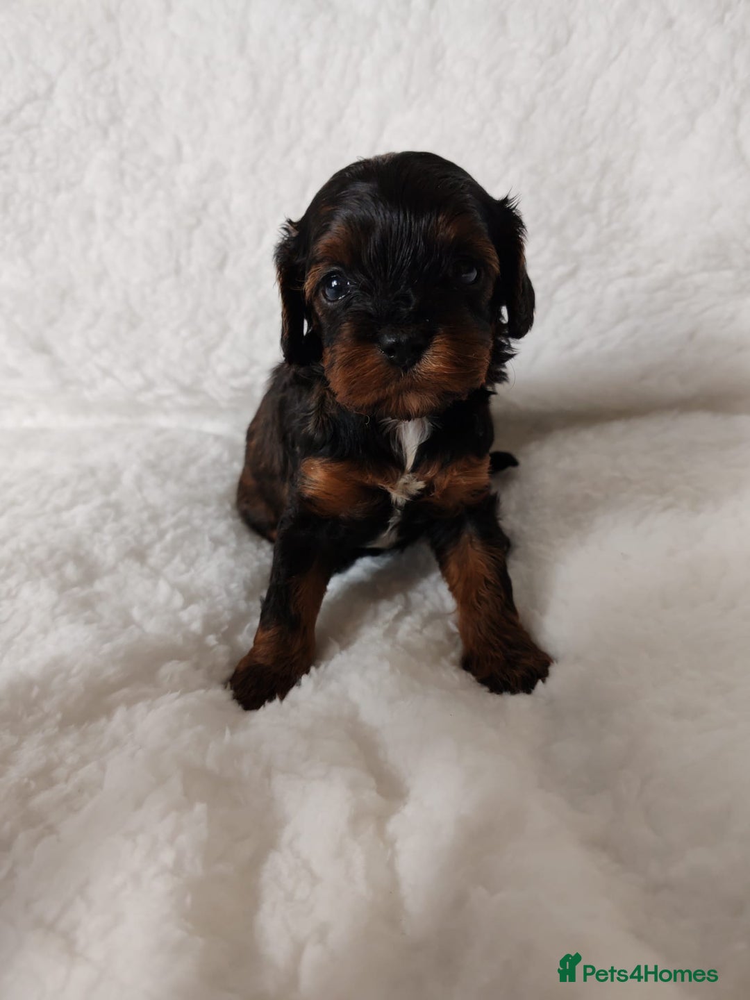 Cavapoo dogs for sale: F1 Cavapoo - Advert 15