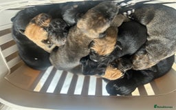 Mixed Breed dogs for sale: Doberman x cane corso  - Image 15