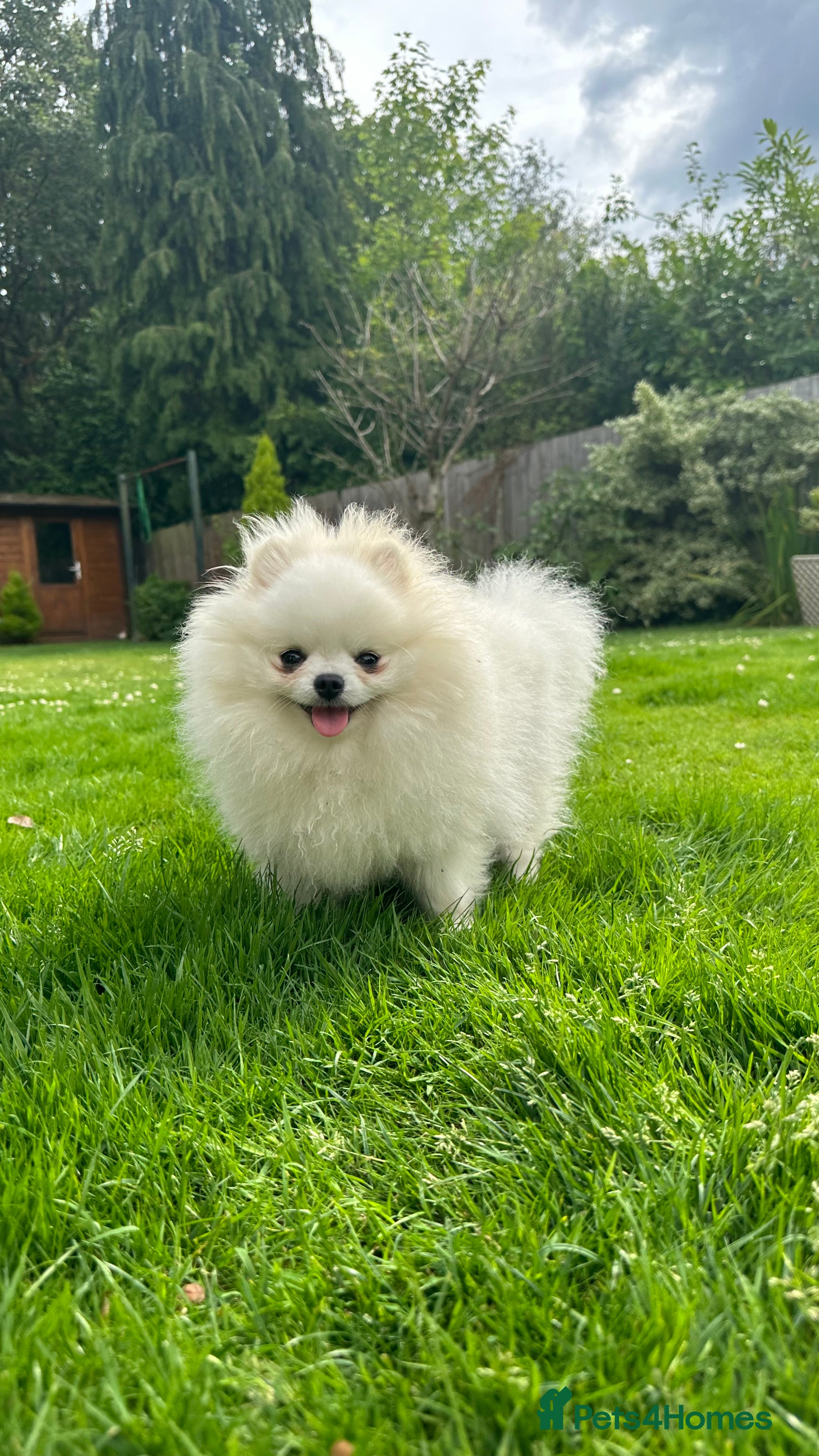 Pomeranian dogs Tiny White boy 1.5kg 16cm - Advert 1
