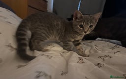 Bengal cats for sale: Beautiful Bengal x British short hair kittens! - Image 9