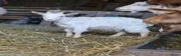 Goats livestock for sale: Boer cross golden gurnsey goats - Advert 4