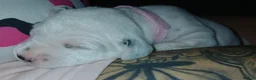 Dalmatian dogs for sale: Dalmatian puppies - Advert 9